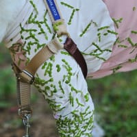 ひさしぶりの菊水山と嘆きのひっつき虫。