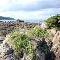 屋久島だより　その１