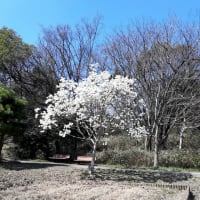 すき間に咲いた白木蓮