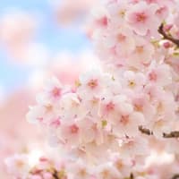 3月休診のお知らせ