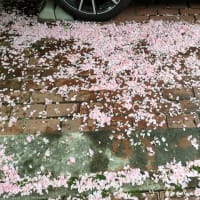 散り敷く桜