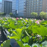 ハスの花の遊歩道