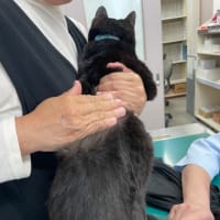 病院に連れて行かれたにゃ