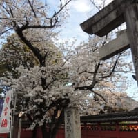 4月7日の薬園八幡さんの桜