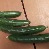 6月22日・ミニトマト成長！