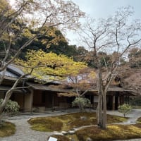 今年の桜は万博公園