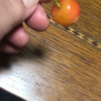 週明けは定期健康診断へ