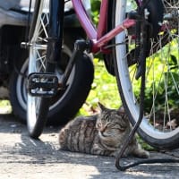 九州F島の猫たち　2025年4月　その5