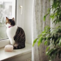 UN CHAT À LA FENÊTRE 　窓辺の猫