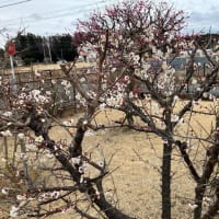 ミトリカの梅🌸