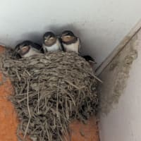 我が家のツバメさん