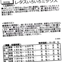 (水耕栽培) 種まき・香菜パクチー <androidyoshiakiのメモ帳>