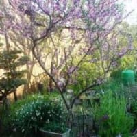 ネクタリンの花
