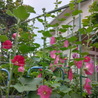 タチアオイ（我が家の花）