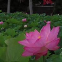 今朝の八幡宮