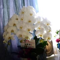 胡蝶蘭の純白さー花川柳