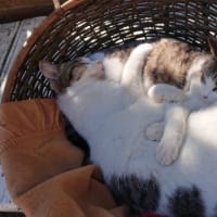 猫の日なので