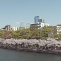 大川からの桜