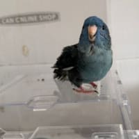 脱走犯マルちゃん