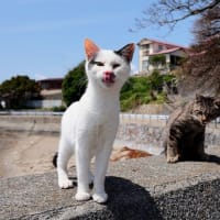 九州F島の猫たち　2025年4月　その10