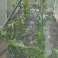 とうもろこし　大きくなってきました
