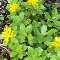 カキツバタほか庭に咲いた花