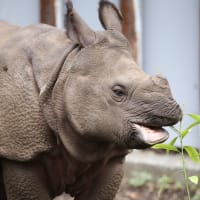 インドサイ