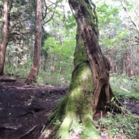 比婆山　(御陵)　写真①　2016.06.20　「277」