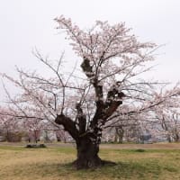 曇天の桜メジロ