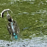 後ろ向きお魚銜え　2025.7.7