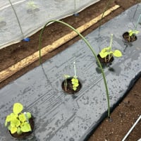 オクラを畑へ植えました。
