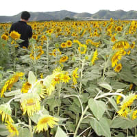 スズメバチに刺される
