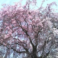 今週は