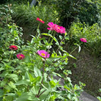 真夏日、続き。夏の花はとても元気！！