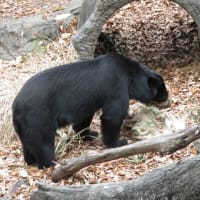 ツキノワグマ　日曜の朝は動物