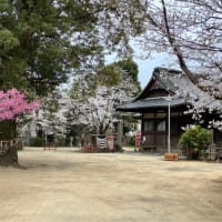 お花見