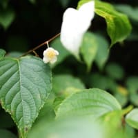 マタタビ