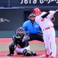 田んぼの畔に咲くタンポポのお花に紋白蝶