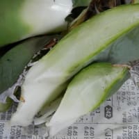 クセになりそうな皮むきと悲劇