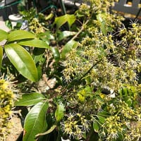 ライチの雌花が咲かない そりゃ ないだろう 日々是楽 Enjoy It Every Day ライチの雌花が咲かない そりゃ ないだろう 日々是楽 Enjoy It Every Day