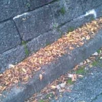 秋ですね