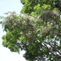 実に見事な見事な栴檀の花