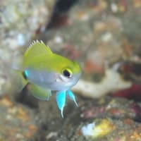 オビトウカイスズメダイの幼魚