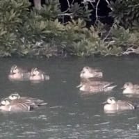 06/21探鳥記録写真：２０２５年１月に出会った鳥たち②