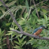 於大公園 ： 野鳥 ・ 翡翠 ・ カワセミ・・・フリー素材ブログ　カワセミ
