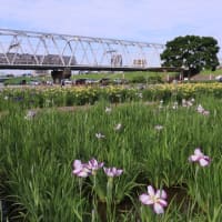 小岩菖蒲園