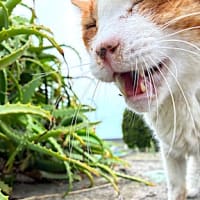 むにゃ太郎、バリウム検査で、失敗する。