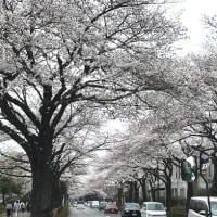 埼玉は今　桜が見頃