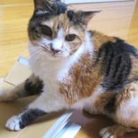「聞く耳持たず」