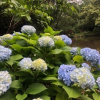 平沢進 夢の島思念公園 Full 歌詞付き 妄想代理人op A Vacant Mind 平沢進 夢の島思念公園 Full 歌詞付き 妄想代理人op A Vacant Mind
